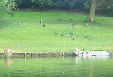4x3 leeds castle duckery.jpg (12129 bytes)