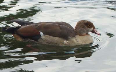 4x3 duck.jpg (14054 bytes)
