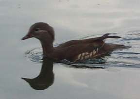 4x3 duck2.jpg (5117 bytes)