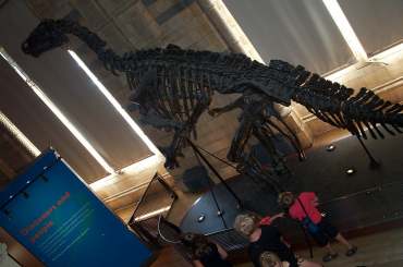 4x3_nh3_brontasaurus.jpg (13656 bytes)