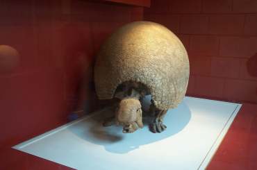4x3_nh6_armadillo_type.jpg (7458 bytes)