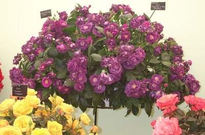 4x3 purple rose.jpg (20731 bytes)
