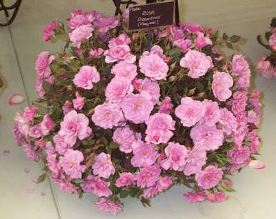 4x3 purple rose b.jpg (22720 bytes)