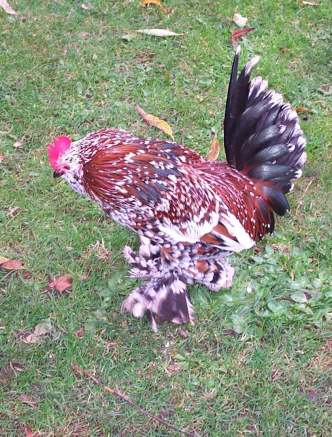 web cock.jpg (40253 bytes)