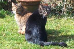 4x3 cats.jpg (14412 bytes)