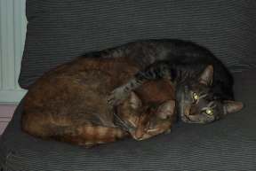 4x3 cats indoors.jpg (6814 bytes)