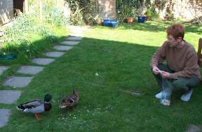 4x3_ducks_1.jpg (10689 bytes)