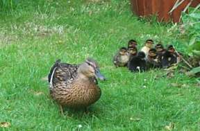 4x3 gable ducks 002 a.jpg (11792 bytes)