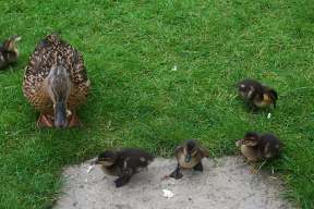 4x3 gable ducks 012 a.jpg (11578 bytes)