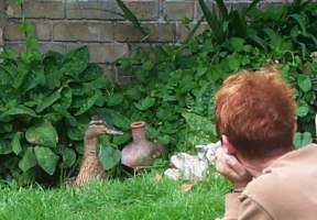 4x3 gable ducks 014 a.jpg (11889 bytes)