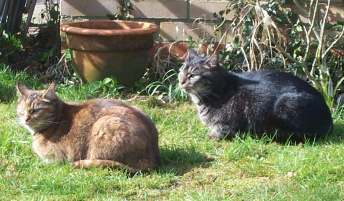 5x3 cats.jpg (18184 bytes)