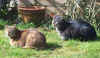 5x3 cats.jpg (18184 bytes)