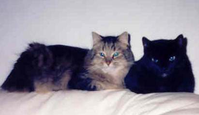 3x2 cats.jpg (8451 bytes)