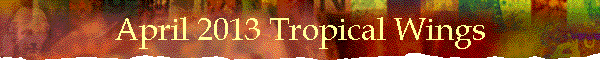 April 2013 Tropical Wings