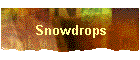 Snowdrops