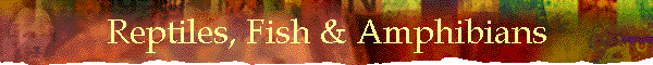Reptiles, Fish & Amphibians