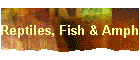 Reptiles, Fish & Amphibians