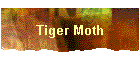 Tiger Moth