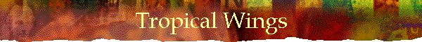 Tropical Wings
