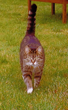 tigger.jpg (14393 bytes)
